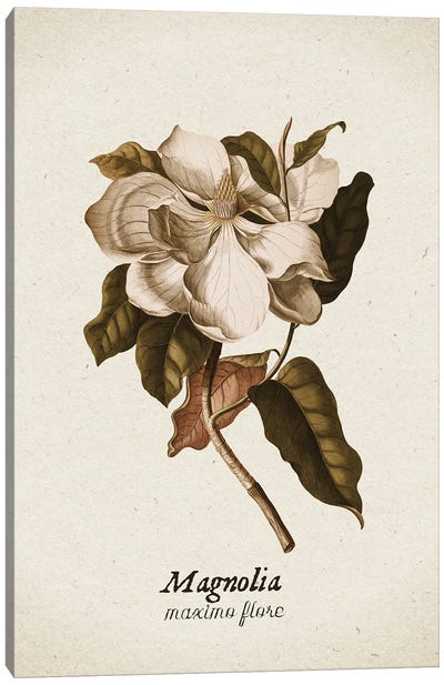 Vintage Illustration Magnolia Maximo Flore II Canvas Art Print - Magnolia Art