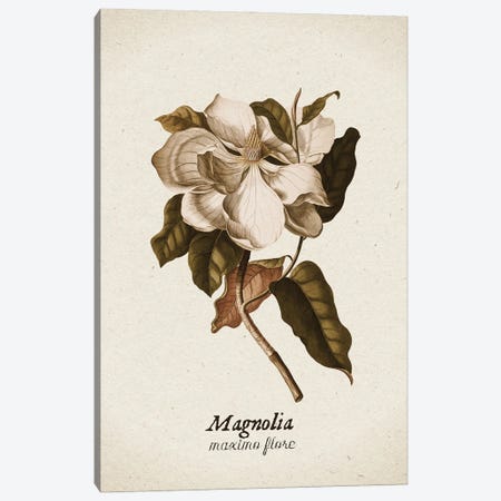 Vintage Illustration Magnolia Maximo Flore II Canvas Print #UTA359} by UtArt Canvas Art