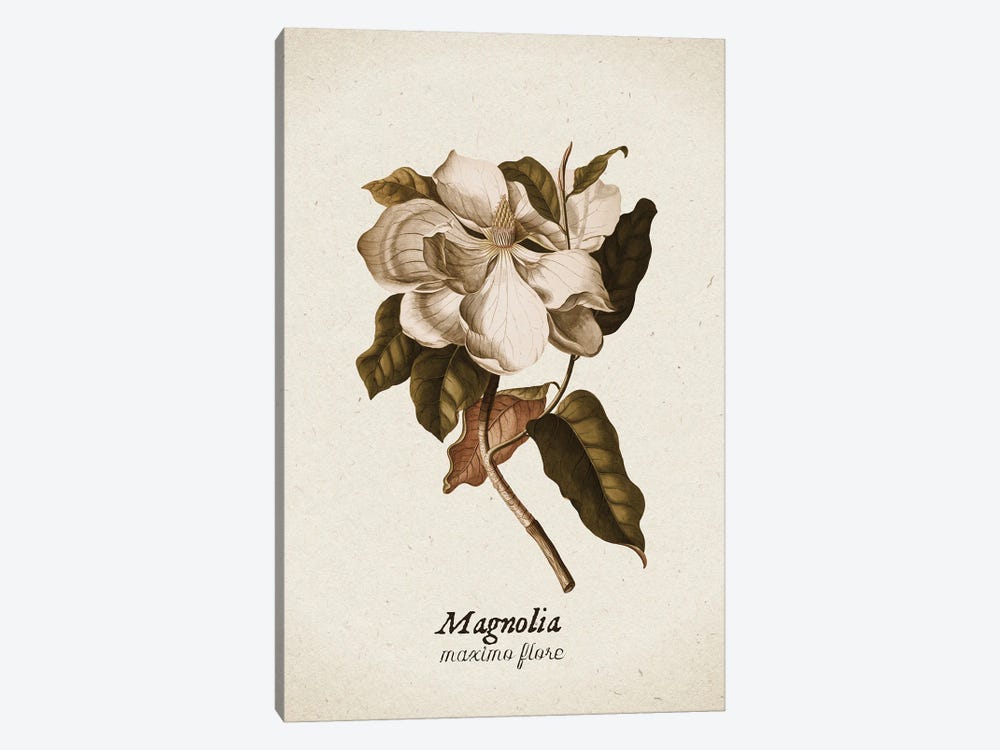 Vintage Illustration Magnolia Maximo Flore II by UtArt 1-piece Canvas Print