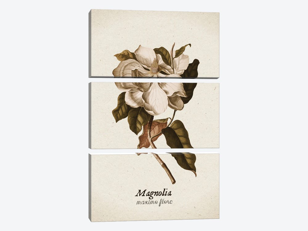 Vintage Illustration Magnolia Maximo Flore II by UtArt 3-piece Canvas Print