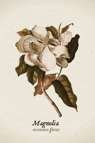 Magnolias: Vintage Illustration Magnolia Maximo Flore II by UtArt