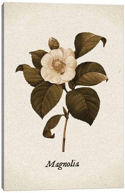 Vintage Illustration Magnolia II Canvas Art Print - Magnolia Art