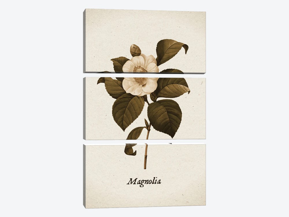 Vintage Illustration Magnolia II by UtArt 3-piece Art Print