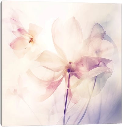 Radiant Blossoms V Canvas Art Print - UtArt
