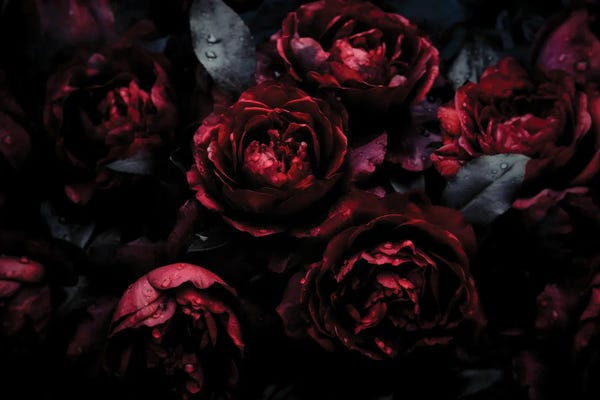 Brown: Vintage Dark Burgundy Baroque Roses by UtArt