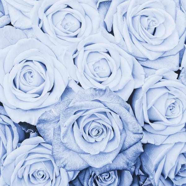 Blue Real Roses