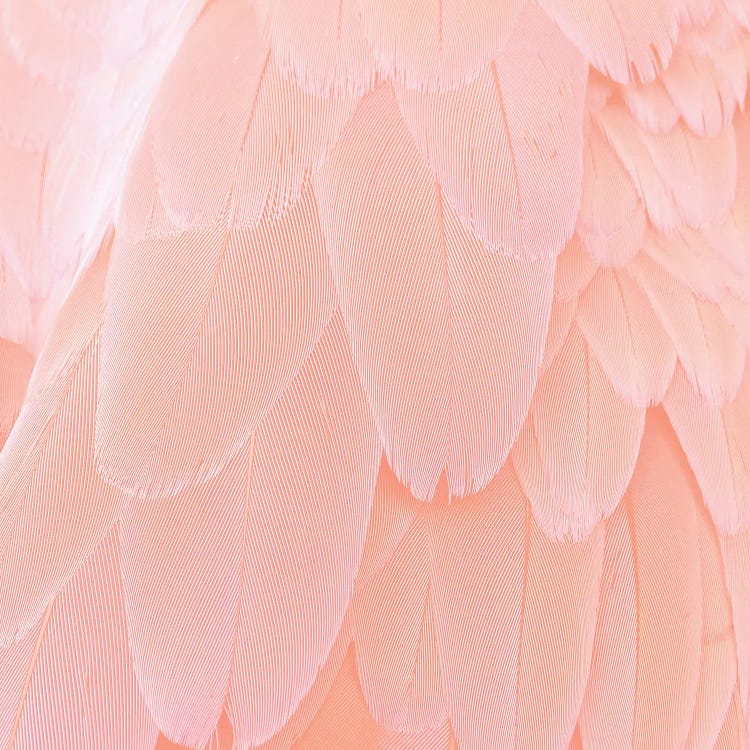 Blush Feathers