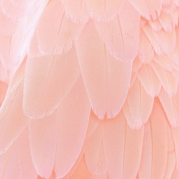 UtArt: Blush Feathers by UtArt