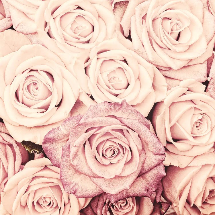 Blush Real Roses II