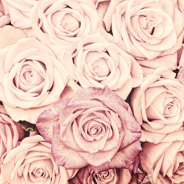 Granny Chic: Blush Real Roses II by UtArt