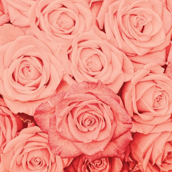 UtArt: Coral Real Roses by UtArt