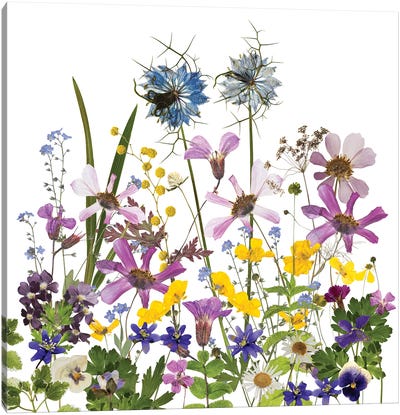 Dried And Pressed Midsummer Flowers Canvas Art Print - Wildflowers