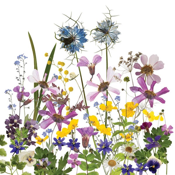 Wildflowers: Dried And Pressed Midsummer Flowers by UtArt