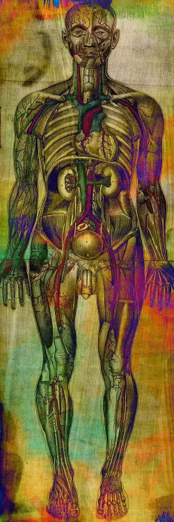 Human Anatomy Composition by Unknown Artist wall art
