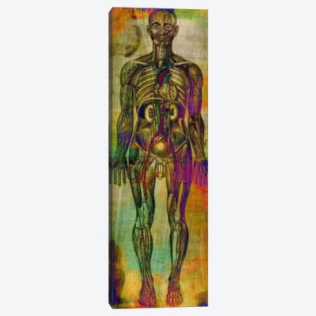 Human Anatomy Composition Canvas Print #UVP46} by Unknown Artist Canvas Print