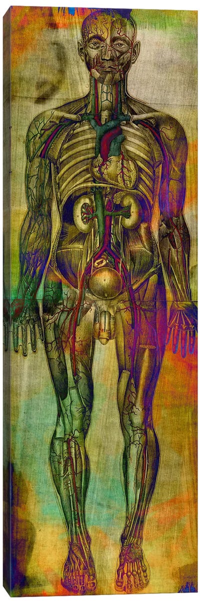 Human Anatomy Composition Canvas Art Print - Neon Pop Collection