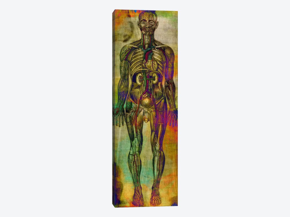 Human Anatomy Composition by Unknown Artist 1-piece Canvas Artwork