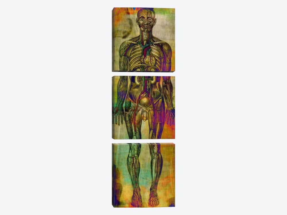 Human Anatomy Composition by Unknown Artist 3-piece Canvas Art