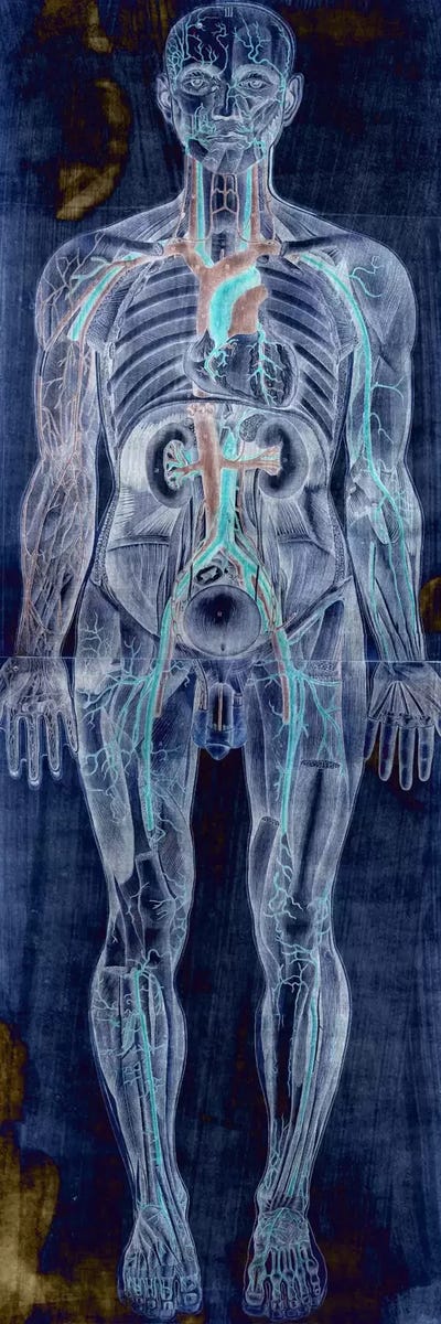 Human Anatomy Composition #2 by Unknown Artist canvas print