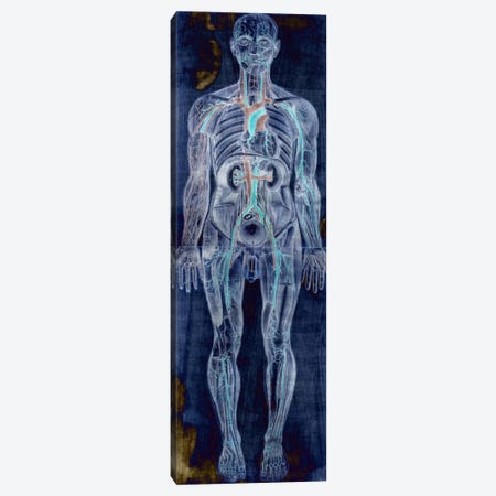 Human Anatomy Composition #2 Canvas Print #UVP46a} by Unknown Artist Canvas Wall Art