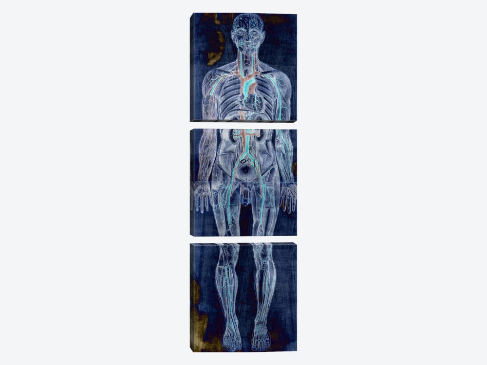 Human Anatomy Composition #2 by Unknown Artist 3-piece Canvas Art