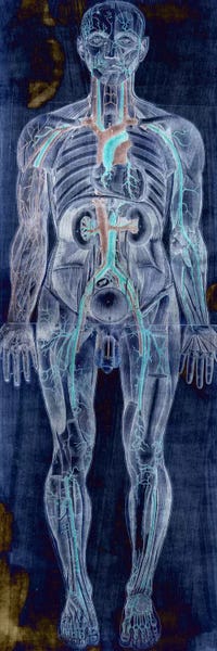 Biology: Human Anatomy Composition #2 by Unknown Artist