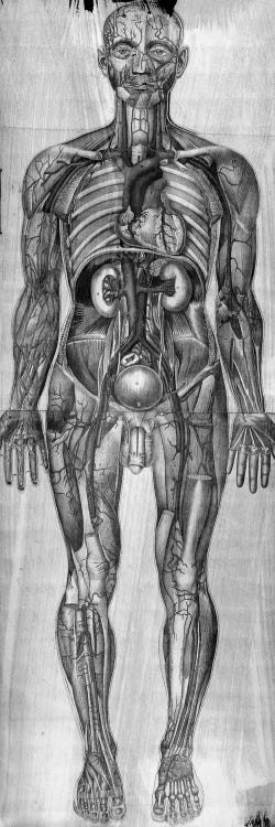 Human Anatomy Composition #3