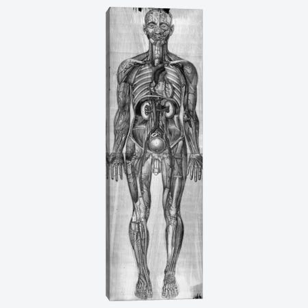 Human Anatomy Composition #3 Canvas Print #UVP46b} by Unknown Artist Canvas Wall Art