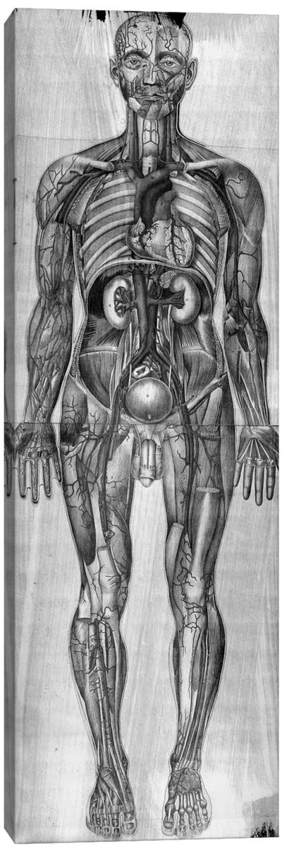 Human Anatomy Composition #3 Canvas Art Print - Gray Art