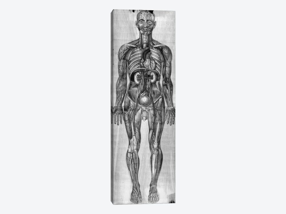 Human Anatomy Composition #3 by Unknown Artist 1-piece Canvas Art Print