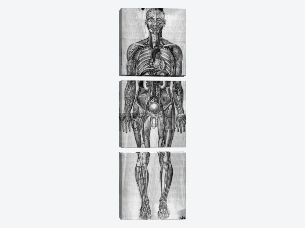 Human Anatomy Composition #3 by Unknown Artist 3-piece Art Print