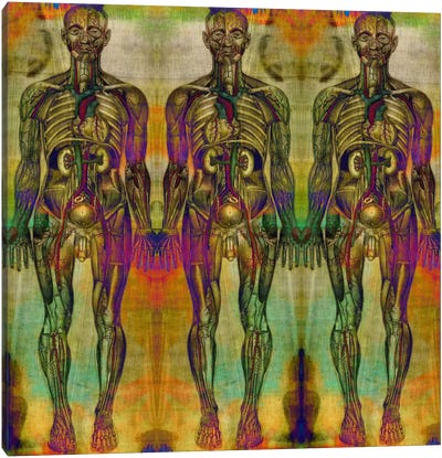 Human Anatomy Composition #8 Canvas Art Print - Skeleton Art