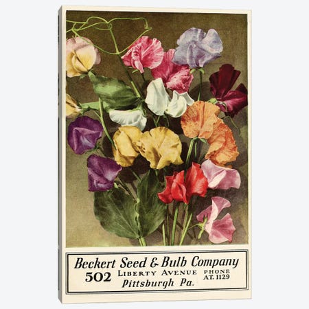 Beckert Seed & Bulb Company Canvas Print #VAC1385} by Vintage Apple Collection Canvas Art Print