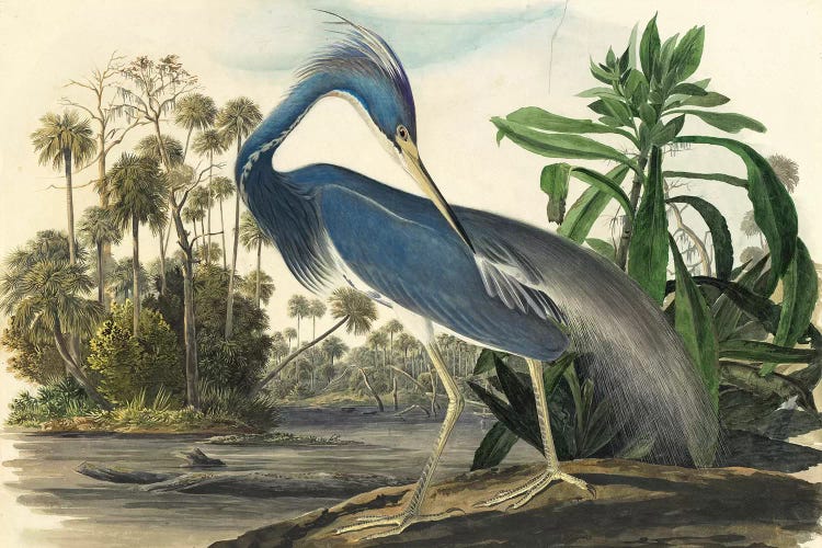 Blue Heron by Vintage Apple Collection wall art