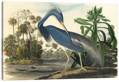 Blue Heron Canvas Art Print - Vintage Posters