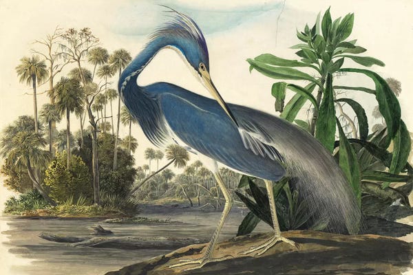 Great Blue Herons