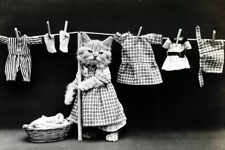 Kitty Laundry by Vintage Apple Collection wall art