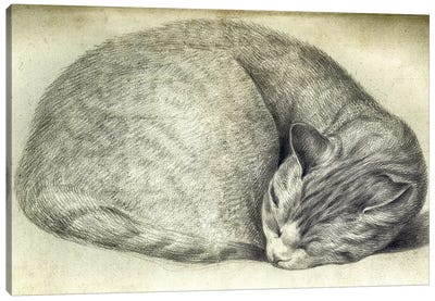 Sleeping Cat Canvas Art Print - Vintage Apple Collection