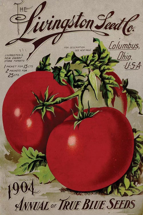 Buy 100 pcs Rare Blue Tomato Multi-color Tomato Cherry Tomatoes