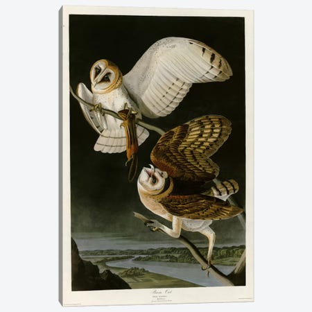 Barn Owl Canvas Print #VAC289} by Vintage Apple Collection Art Print