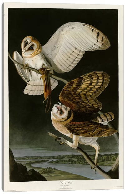 Barn Owl Canvas Art Print - Vintage Apple Collection