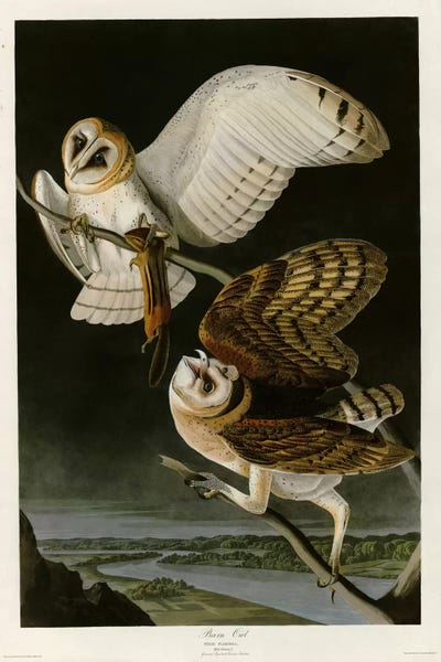 Vintage Animal Illustrations: Barn Owl by Vintage Apple Collection