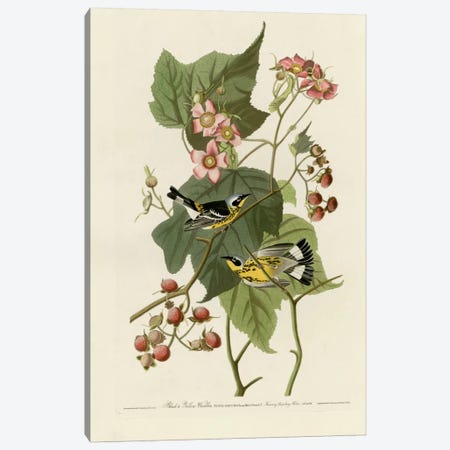 Black And Yellow Warblers Canvas Print #VAC295} by Vintage Apple Collection Canvas Print