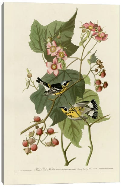 Black And Yellow Warblers Canvas Art Print - Warblers