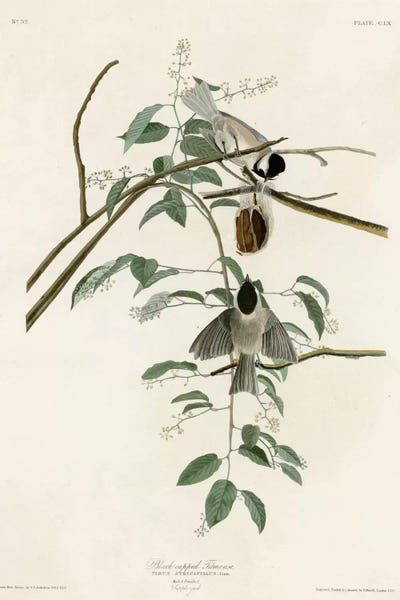 Botanical Illustrations: Black Capped Titmouse by Vintage Apple Collection