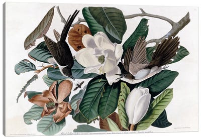 Blackbilled Cuckoo Canvas Art Print - Vintage Apple Collection