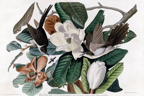 Vintage Animal Illustrations: Blackbilled Cuckoo by Vintage Apple Collection