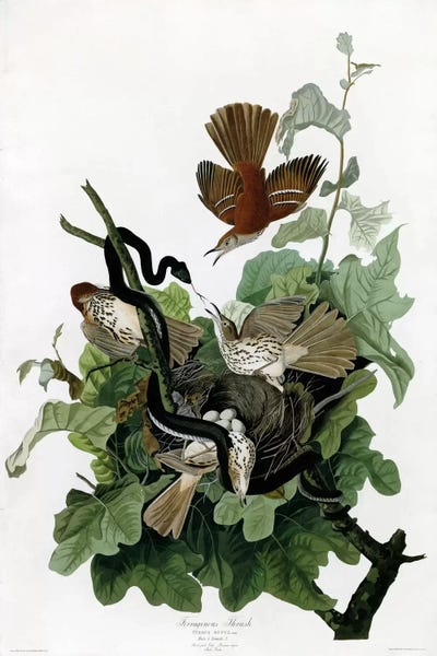 Vintage Animal Illustrations: Ferruginous Thrush by Vintage Apple Collection