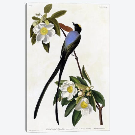 Fork Tailed Flycatcher Canvas Print #VAC321} by Vintage Apple Collection Canvas Artwork