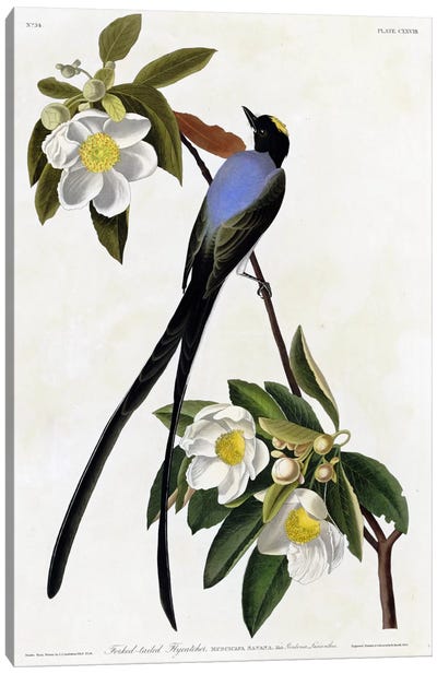 Fork Tailed Flycatcher Canvas Art Print - Vintage Apple Collection